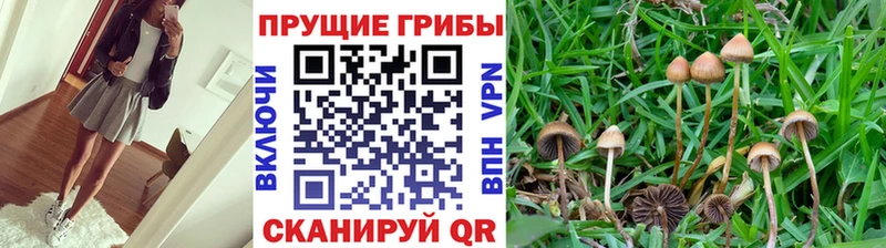блэк спрут ссылки как найти закладки Красноармейск Галлюциногенные грибы GOLDEN TEACHER