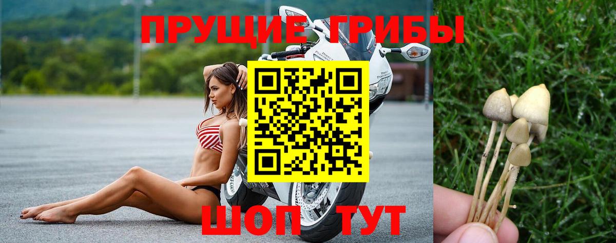 Красноармейск  цены   Галлюциногенные грибы Psilocybe  Вход с VPN  Псилоцибиновые грибы мицелий 